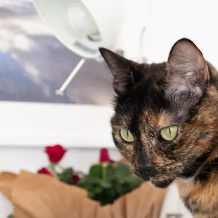 Ab Ovo Couette-café Cagliari